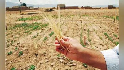 जलवायु परिवर्तन का खतरा : 2050 में दुनिया को भुखमरी से बचाना है, तो करना होगा यह काम