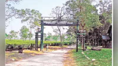 शिकारियों की खबर से गोरूमारा जंगल में हाई अलर्ट, भाग को मिली तीर-धनुष से लैस शिकारियों की अपुष्ट जानकारी