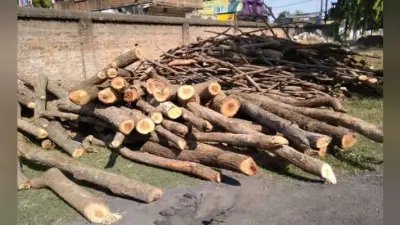 बड़कागांव : हुदवा जंगल से सवा लाख रुपये वैल्यू की अवैध कटी हुई लकड़ी जब्त