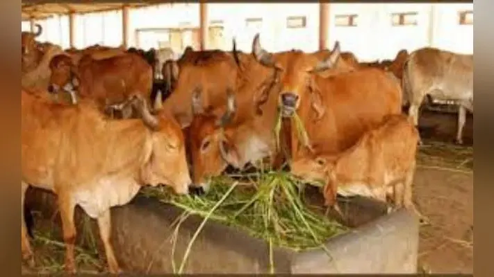 गोशाला की संपत्ति अपार, सब हो रहे मालामाल, गायें हैं बेहाल