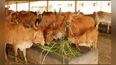 गोशाला की संपत्ति अपार, सब हो रहे मालामाल, गायें हैं बेहाल