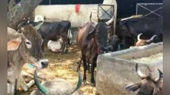 500 बीपीएल महिलाओं को 90 फीसदी अनुदान पर मिलेंगी दो-दो दुधारू गायें