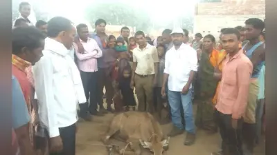 जंगलों की कटाई से गांवों में घुस रहे वन्य प्राणी, ग्रामीणों ने पकड़ा नीलगाय का बच्चा