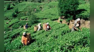 कोलकाता : 15 दिसंबर से चाय पत्तियों की तुड़ाई नहीं : टी बोर्ड