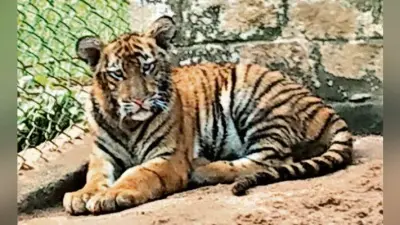 बाघिन अनुष्का की शावक पार्वती की मौत, विकसित नहीं हुई थी पित्त की थैली