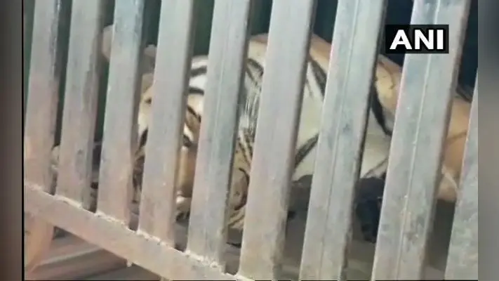 14 लोगों को निवाला बना चुकी बाघिन ”अवनी” को मारी गयी गोली, ग्रामीणों के चेहरे पर आयी मुस्कान