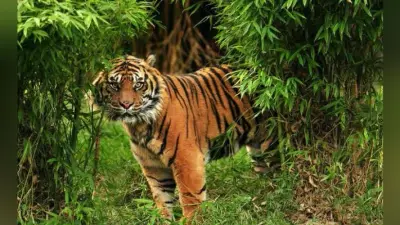 जलपाईगुड़ी : 14 नवंबर से फिर शुरू हो रही बाघों की गिनती