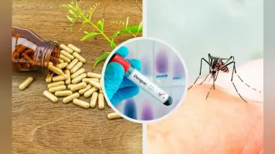 Dengue की आयुर्वेदिक दवा का चल रहा है क्लिनिकल ट्रायल