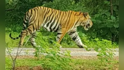 पश्चिम चंपारण : अचानक ट्रैक्टर के सामने आ गयी बाघिन, फिर…