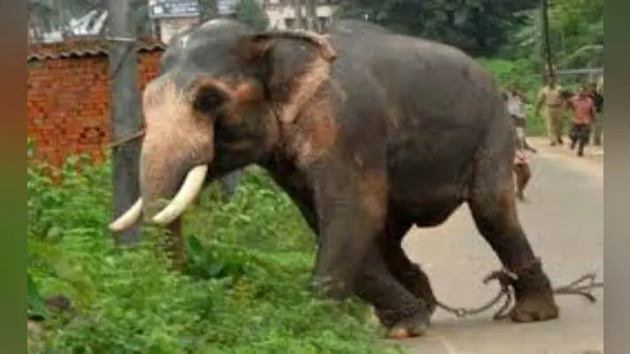 हाथियों ने ही तोड़ डाले अवैध शराब के ठेके, हाथियों ने किया बेहतर काम : सीमा