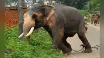 हाथियों ने ही तोड़ डाले अवैध शराब के ठेके, हाथियों ने किया बेहतर काम : सीमा