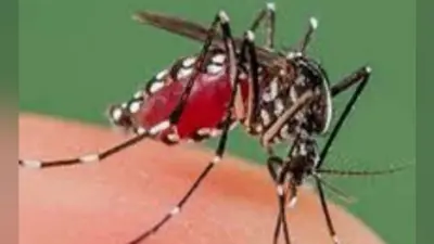 पटना : पीएमसीएच में बढ़ा डेंगू मरीजों का लोड, गैर व्यावसायिक ब्लड बैंक नहीं होने से परेशानी