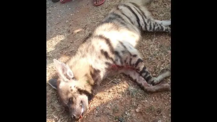 बरकट्ठा : वाहन की चपेट में आने से लकड़बग्घे की मौत, वन अधिकारी को सौंपा