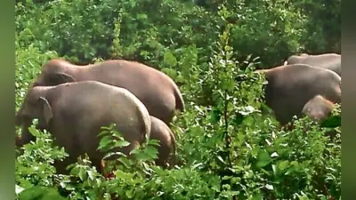 बड़कागांव : हाथियों ने तीन लोगों को मार डाला