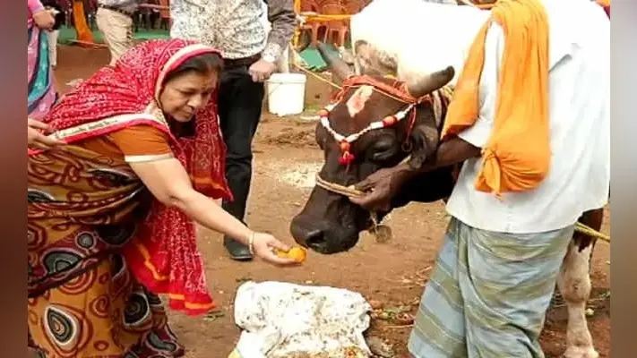 सिलीगुड़ी में कई जगह मनाया गया गोपाष्टमी महोत्सव, गौशाला से निकाली गयी गोमाताओं की प्रभात फेरी
