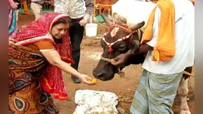 सिलीगुड़ी में कई जगह मनाया गया गोपाष्टमी महोत्सव, गौशाला से निकाली गयी गोमाताओं की प्रभात फेरी