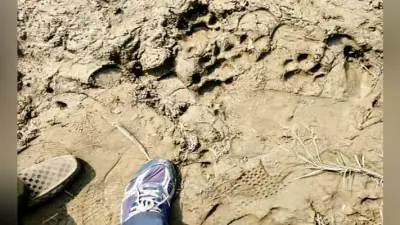 बेतिया : बाघिन ने नीलगाय को मारा डर से घरों में दुबके ग्रामीण