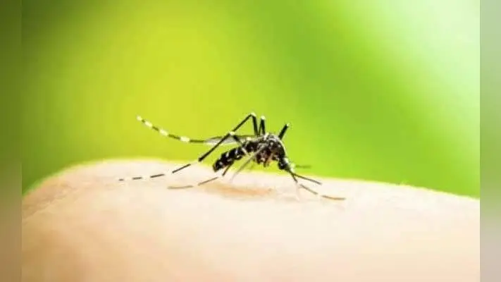 सॉल्टलेक में बढ़ रहा मच्छरों का आतंक, डेंगू फैलने का डर