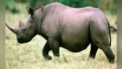 गैंडा को जंगल लौटाने में वनकर्मियों के छूटे पसीने