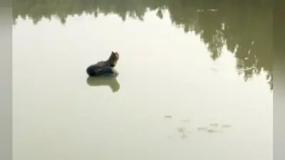 सिमडेगा : दो थानों की सीमा विवाद में डैम में तैरता रहा शव