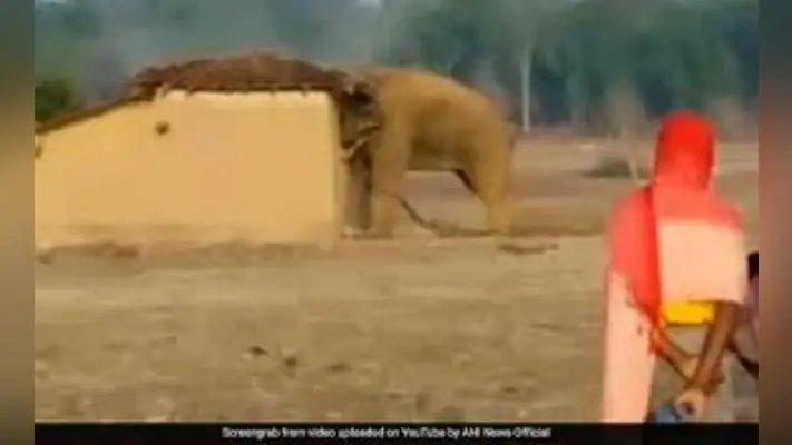 नागराकाटा : हाथियों ने मचाया तांडव, एक युवक की मौत , ग्रामीणों ने की डायना बिट में वनकर्मियों के तैनाती की मांग