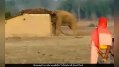 नागराकाटा : हाथियों ने मचाया तांडव, एक युवक की मौत , ग्रामीणों ने की डायना बिट में वनकर्मियों के तैनाती की मांग