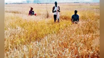 मांडर : सूखे की मार से किसान कर रहे त्राहिमाम, फसल इतनी खराब हुई कि खेत में ही छोड़ दी