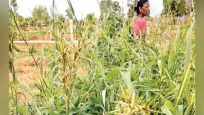 घास ने बदली किस्मत