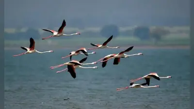 IN PICS : कर्नाटक के बगलाकोट जिले में नजर आया राजहंस