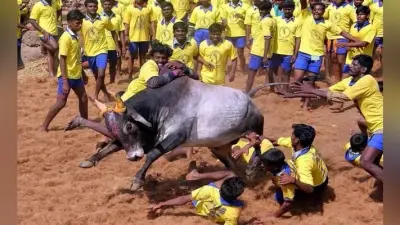जल्लीकट्टू ने ली 19 साल के युवक की जान, सीजन की पहली मौत