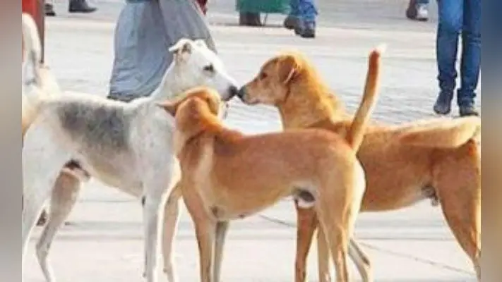 दिल्ली में आवारा कुत्तों का आतंक, एक ही परिवार के दो मासूमों को नोच-नोचकर मार डाला