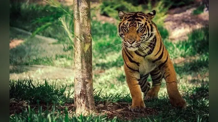 Bihar में आदमखोर बाघ ने फिर बदला ठिकाना, बच्चों को कमरे में बंद करके रख रही है मां, खौफ में ग्रामीण