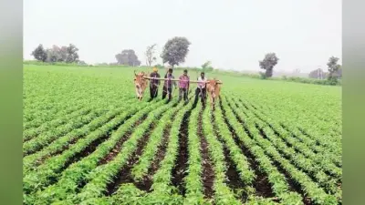 coronavirus impect jharkhand : कृषि विभाग का बजट 3362 करोड़, खर्च मात्र पांच करोड़