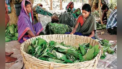 झारखंड में केंदू पत्ता बेच 17.75 करोड़ नहीं वसूल सका वन विकास निगम
