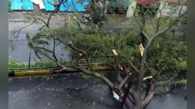 बारिश में दुकान पर पेड़ की डाली गिरी