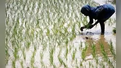 कृषि विभाग ने कहा : कम नहीं होगा खाद्यान्न का उत्पादन