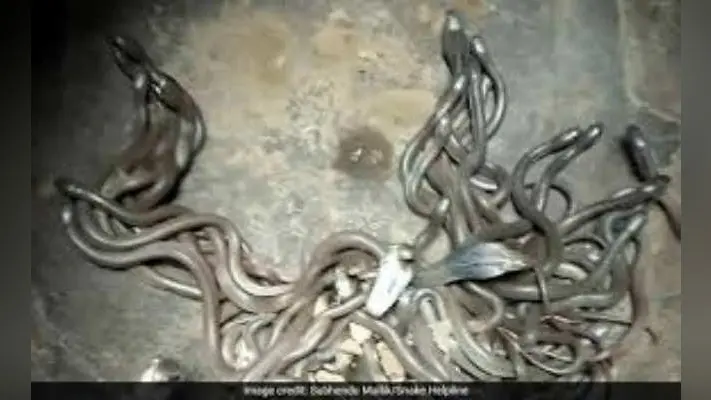कच्चे घर की रसोई से 45 कोबरा के बच्चे मिले