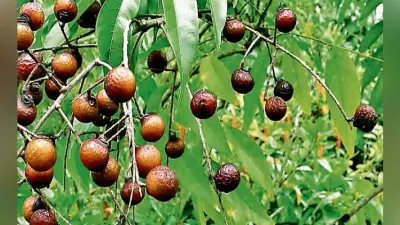 रुद्राक्ष से होता है खून साफ, बढ़ती है स्मरण शक्ति