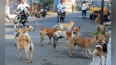 मुजफ्फरपुर में कंप्यूटर को सुरक्षित रखने के लिए 10 लाख का बजट, कुत्तों के नियंत्रण पर एक लाख, लोग परेशान