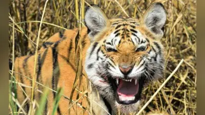 वर्ल्ड टाइगर डे आज: कभी सड़कों पर घूमते थे बाघ, आज दर्शन भी दुर्लभ