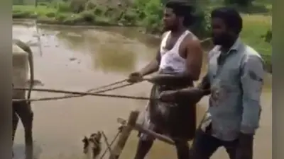 VIDEO: धान के खेत में बैलों के साथ इन दो लड़कों ने किया ऐसा धमाकेदार डांस, हैरान हुए लोग