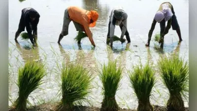 सरकार की ओर से खरीफ फसलों के घोषित एमएसपी से राष्ट्रीय किसान महासंघ नाराज