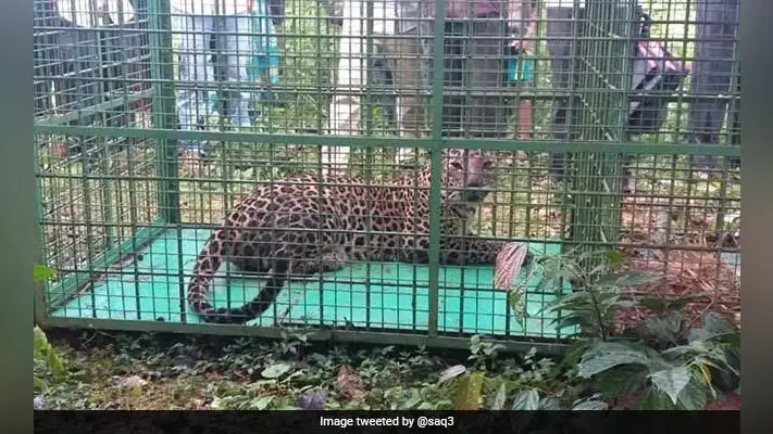 अाखिरकार पिंजरे में फंसा तेंदुआ, श्रमिकों को मिली राहत