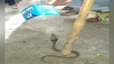 डीआइजी कार्यालय में निकला नाग का सपोला, मची अफरा-तफरी