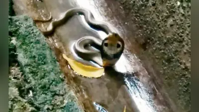 भागलपुर : …..जब डीआईजी कार्यालय परिसर में निकला नाग