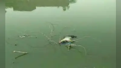 तालाब से युवती का शव बरामद हत्या की आशंका