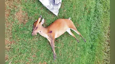हजारीबाग में किसने किया हिरण का शिकार?