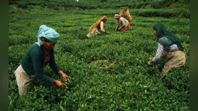 नागराकाटा : चाय श्रमिकों की मजदूरी 10 रुपये बढ़ी