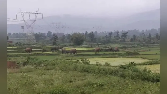 बोकारो : 31 हाथियों का झुंड गोमिया पहुंचा, दहशत में ग्रामीण