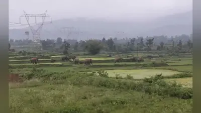 बोकारो : 31 हाथियों का झुंड गोमिया पहुंचा, दहशत में ग्रामीण